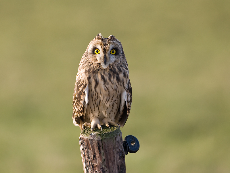 Asio flammeus Short-eard Owl Velduil